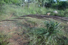 Aristida setacea